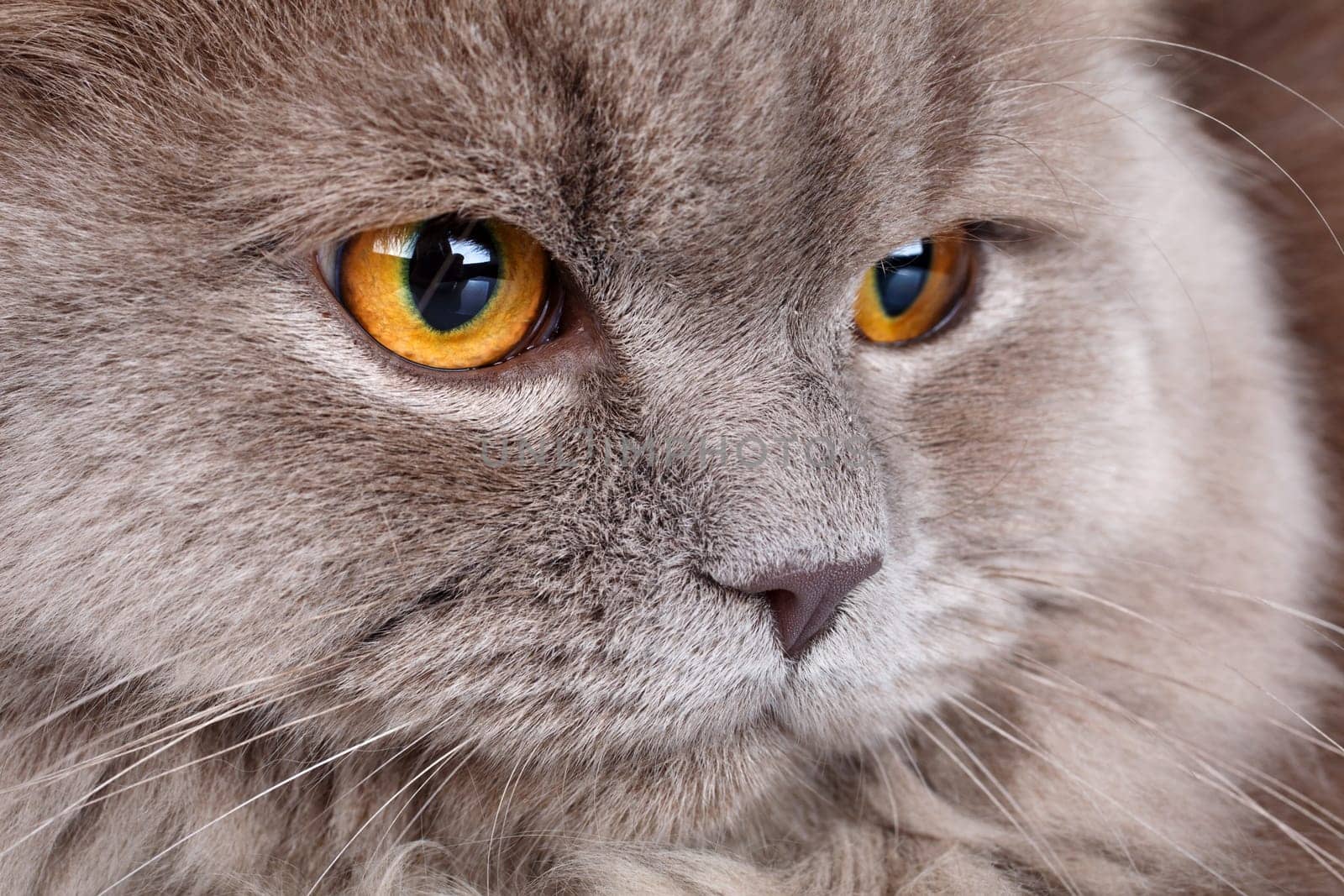 portrait of cute gray Scottish long-haired straight cat on a white  background