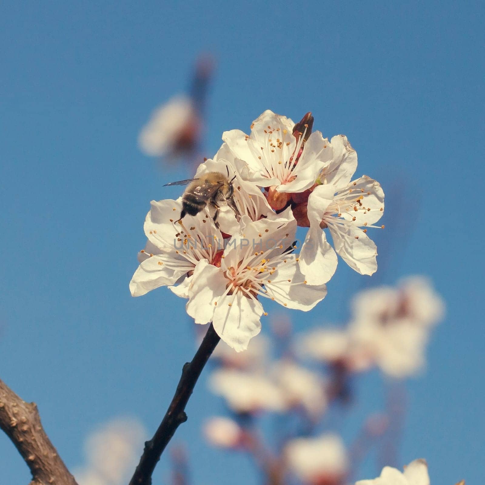 Bee on a flower of the white cherry blossoms in spring