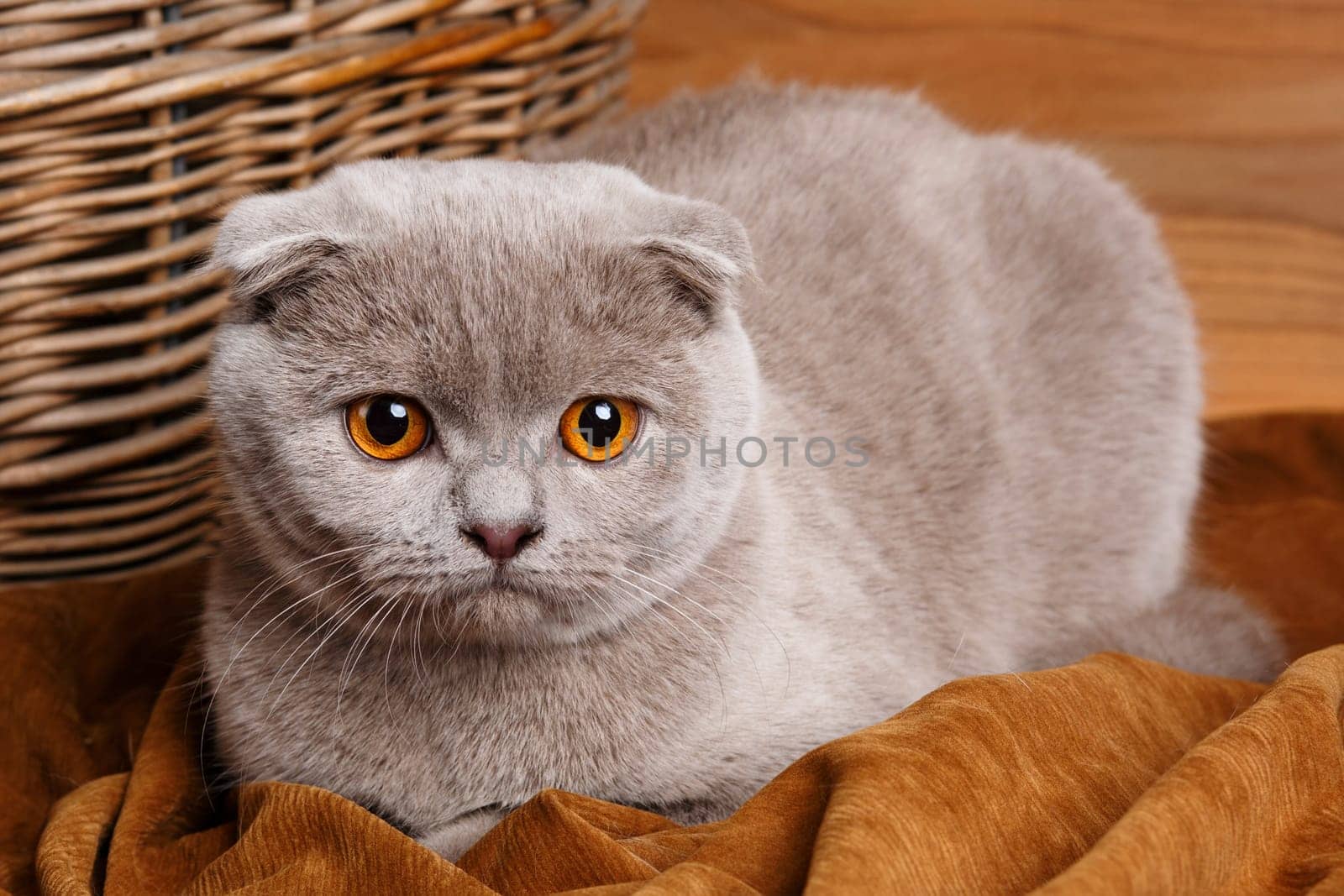 Beautiful gray cat with yellow eyes Scottish Fold on wooden background