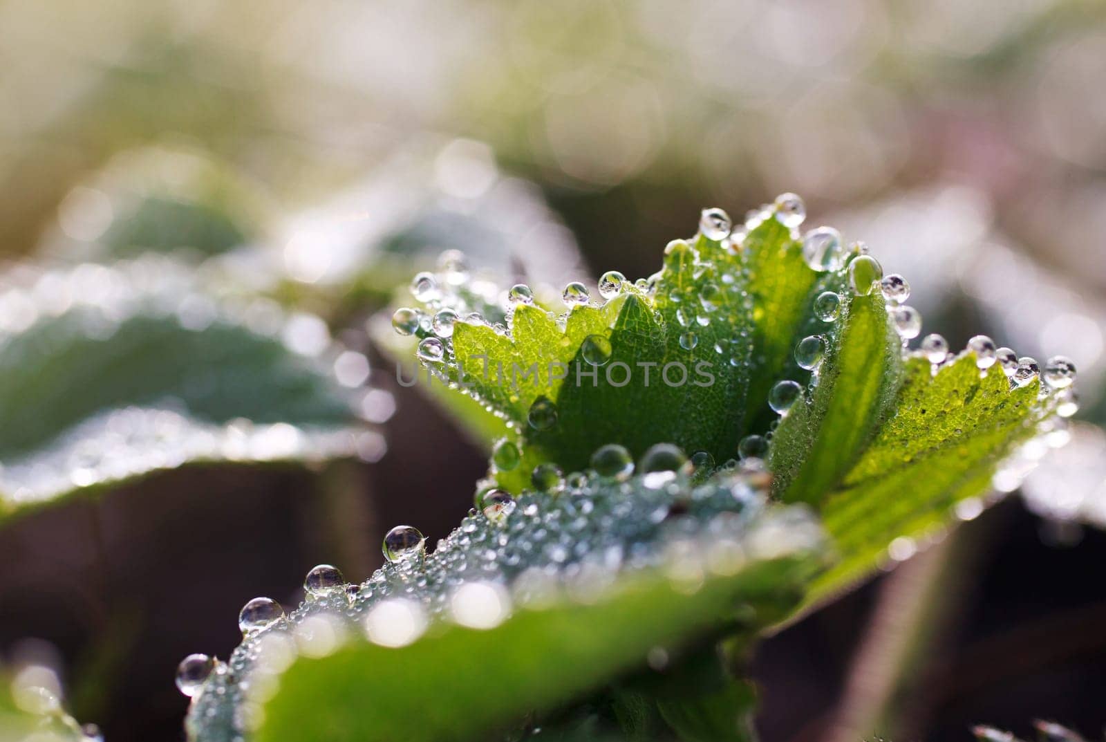 dew drops on green leaves,  summer time