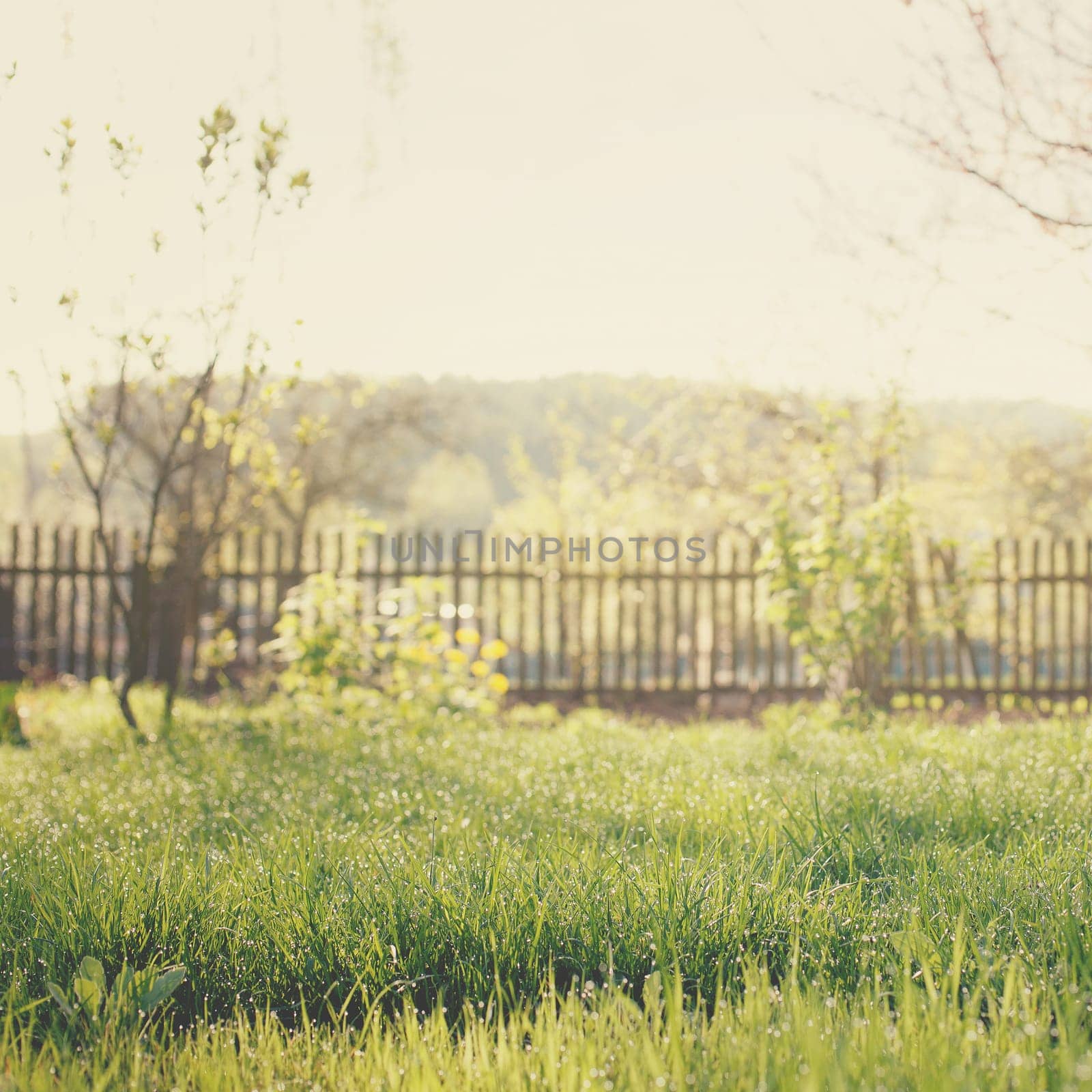 Spring garden with grass, dew drops and fence