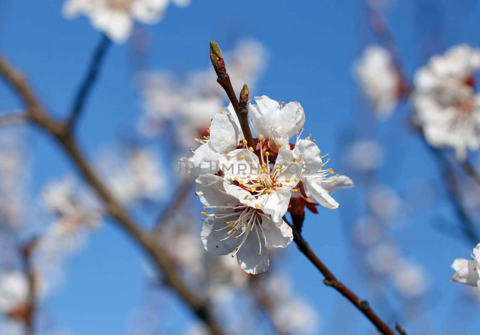 white flowers blooming on the branch, springtime
