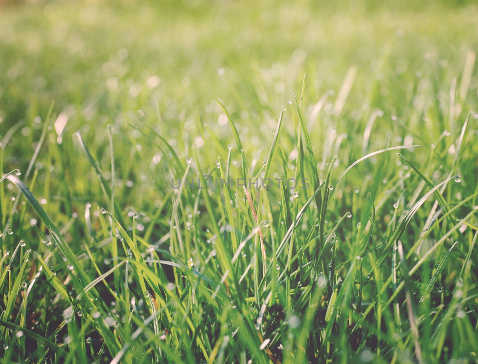Water drops on blades of grass, summer time