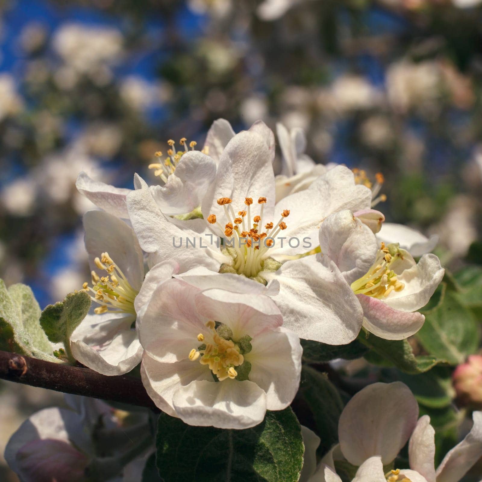 Apple tree blossom flowers in spring closeup