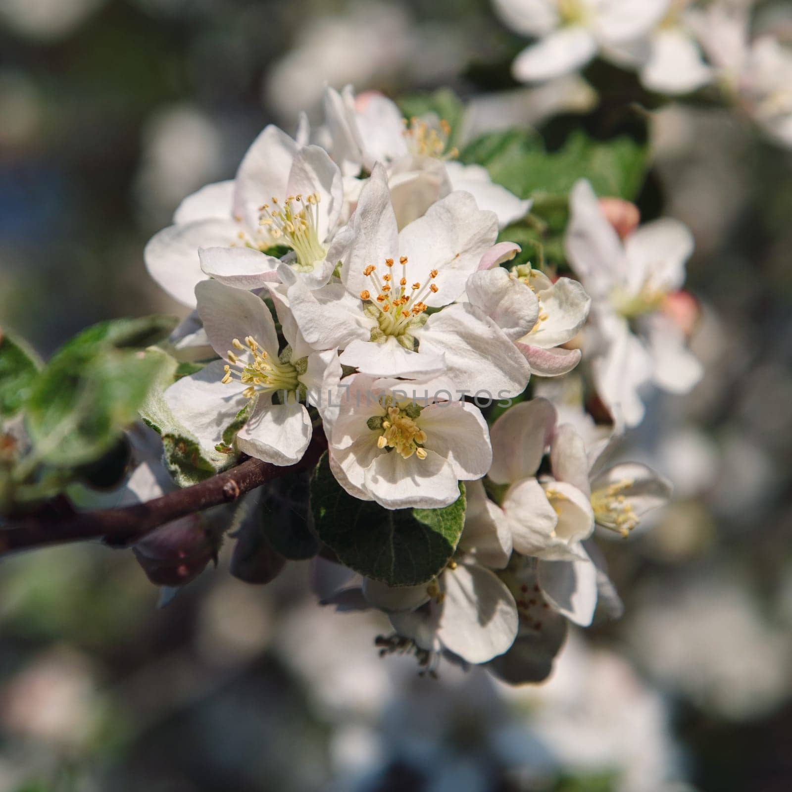 Cherry blossom umbel against the garden background