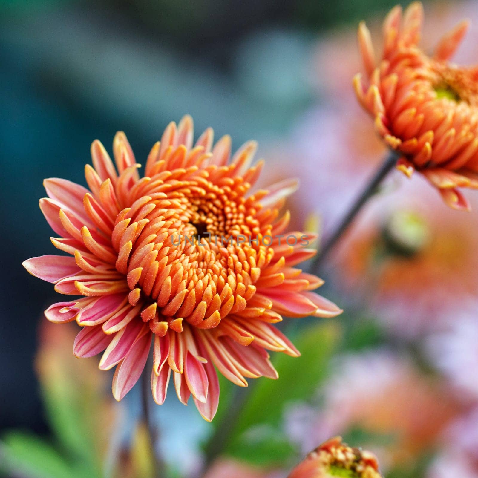 beautiful pink flowers bloom in spring