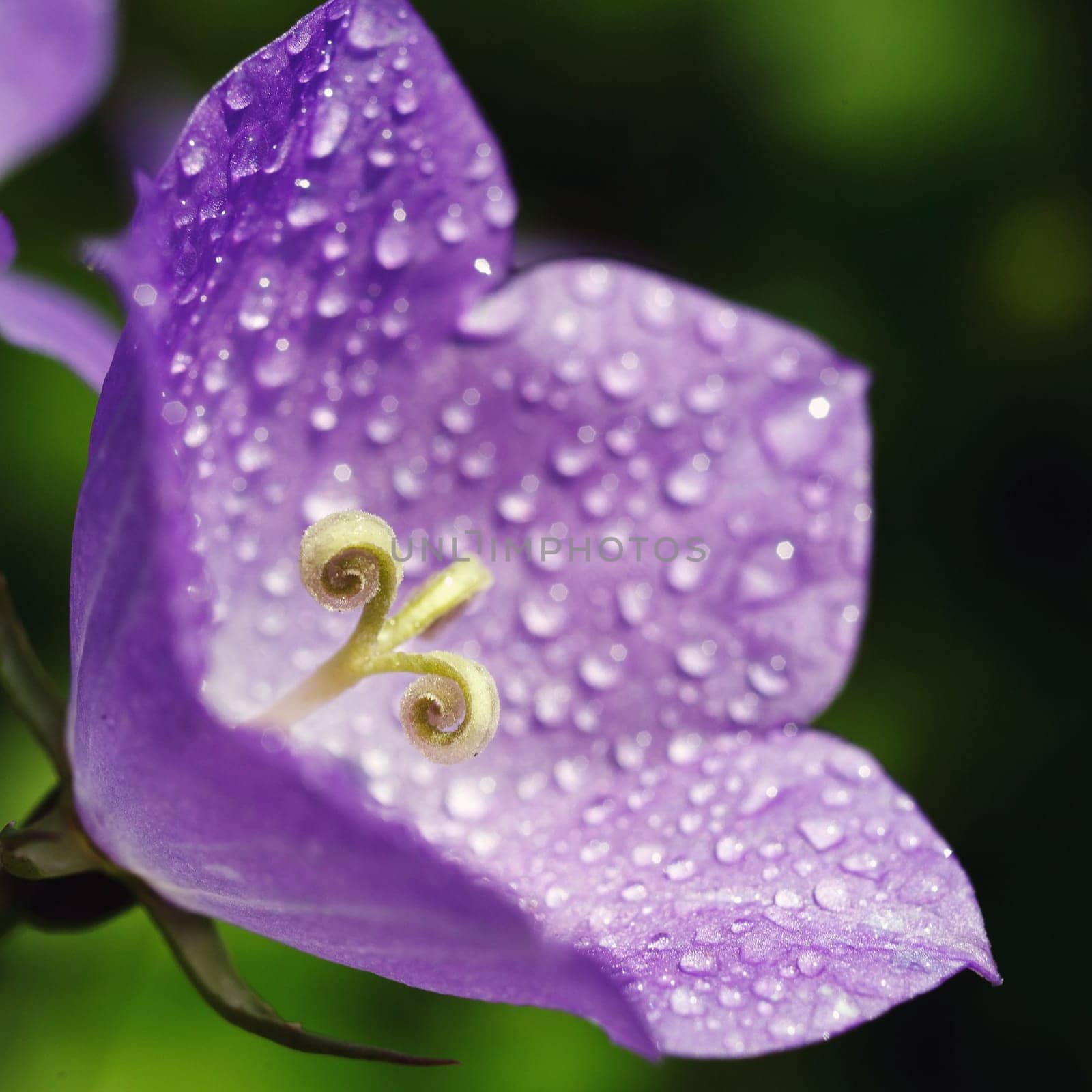bluebell flower with drops of dew macro