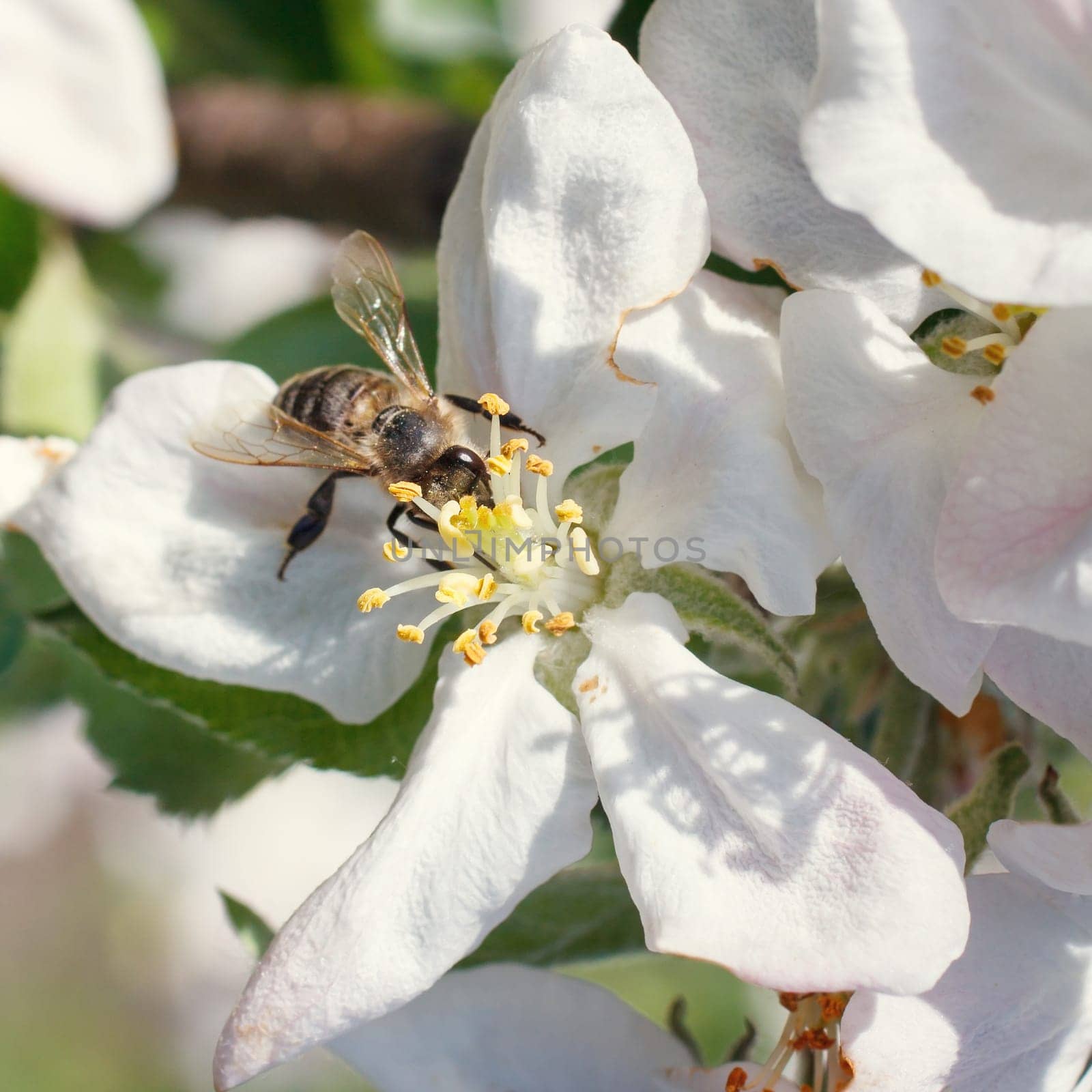 Bee on a flower of the white cherry blossoms in spring