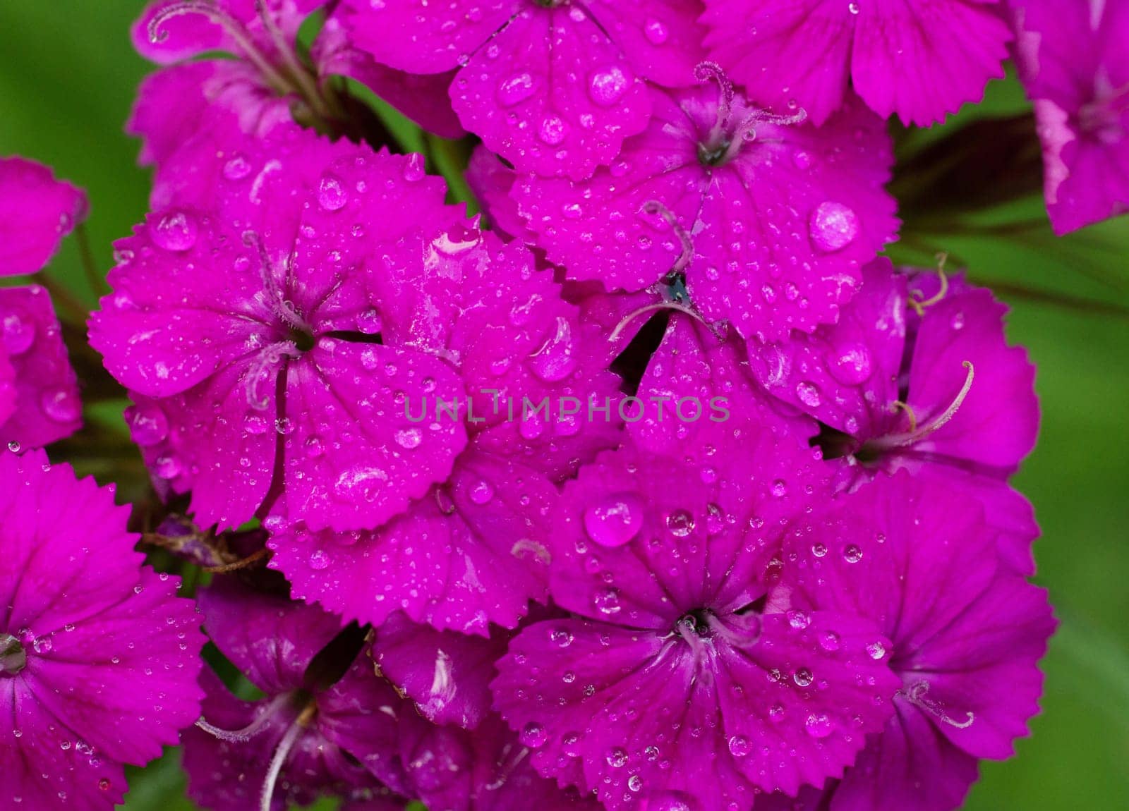 beautiful pink petunia flower with dew drops