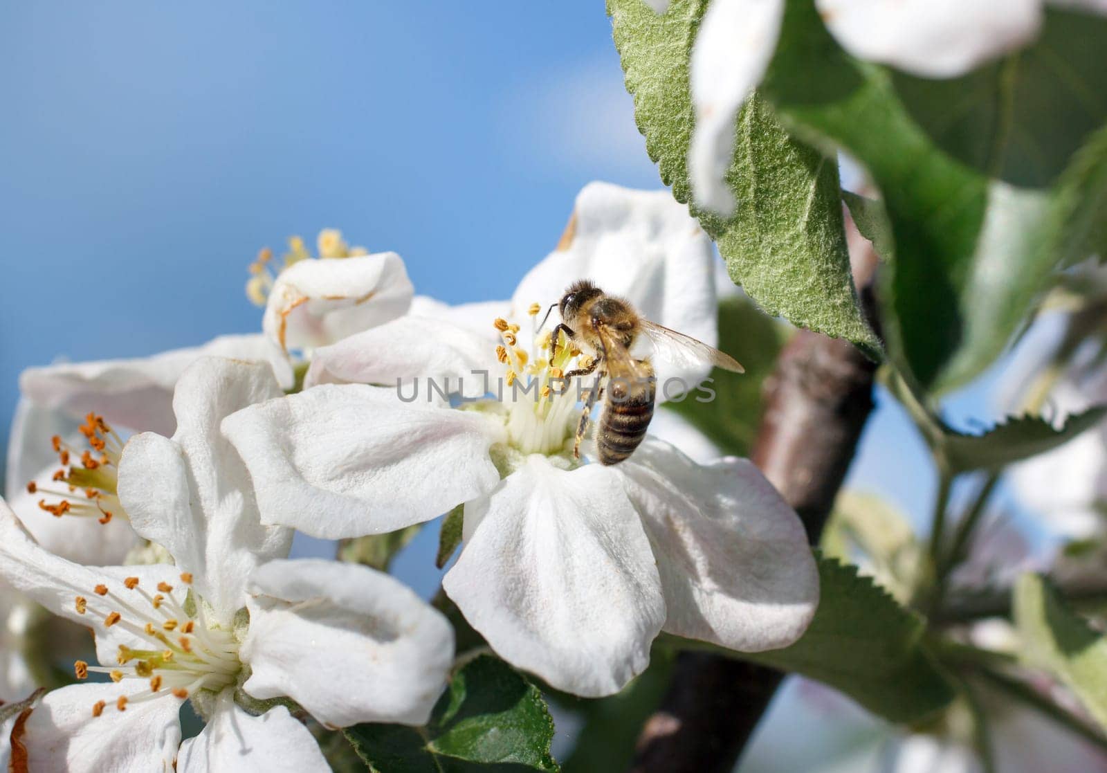 Bee on a flower of the white cherry blossoms in spring
