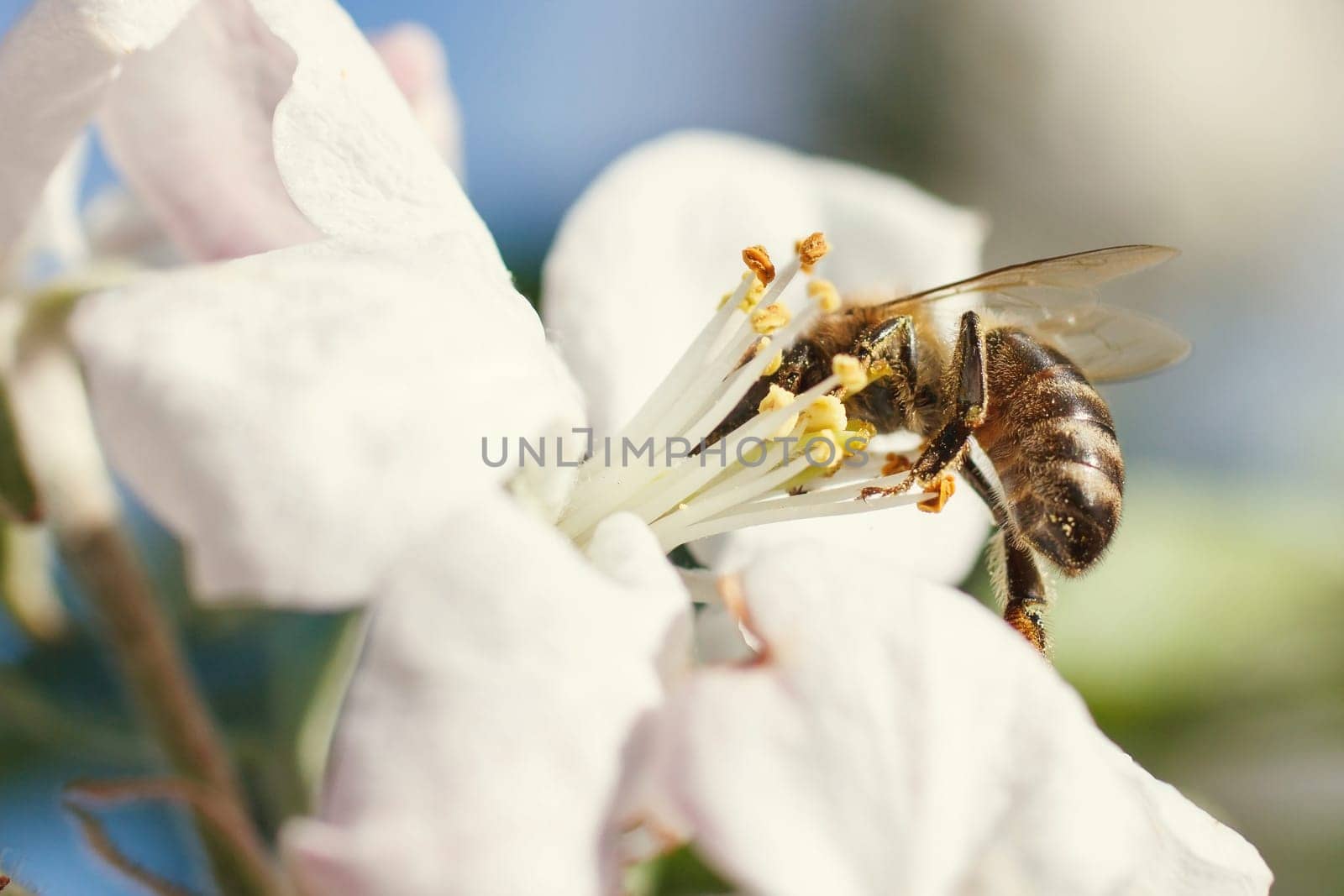 Bee on a flower of the white cherry blossoms in spring