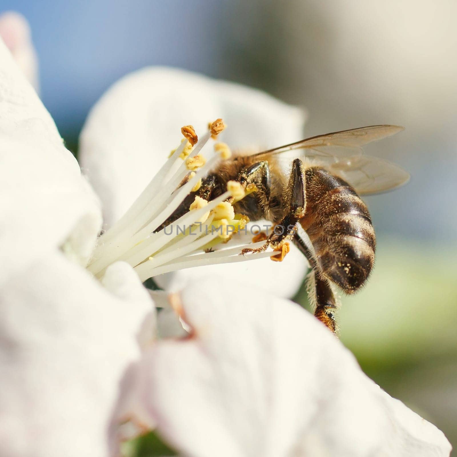 Bee on a flower of the white cherry blossoms in spring