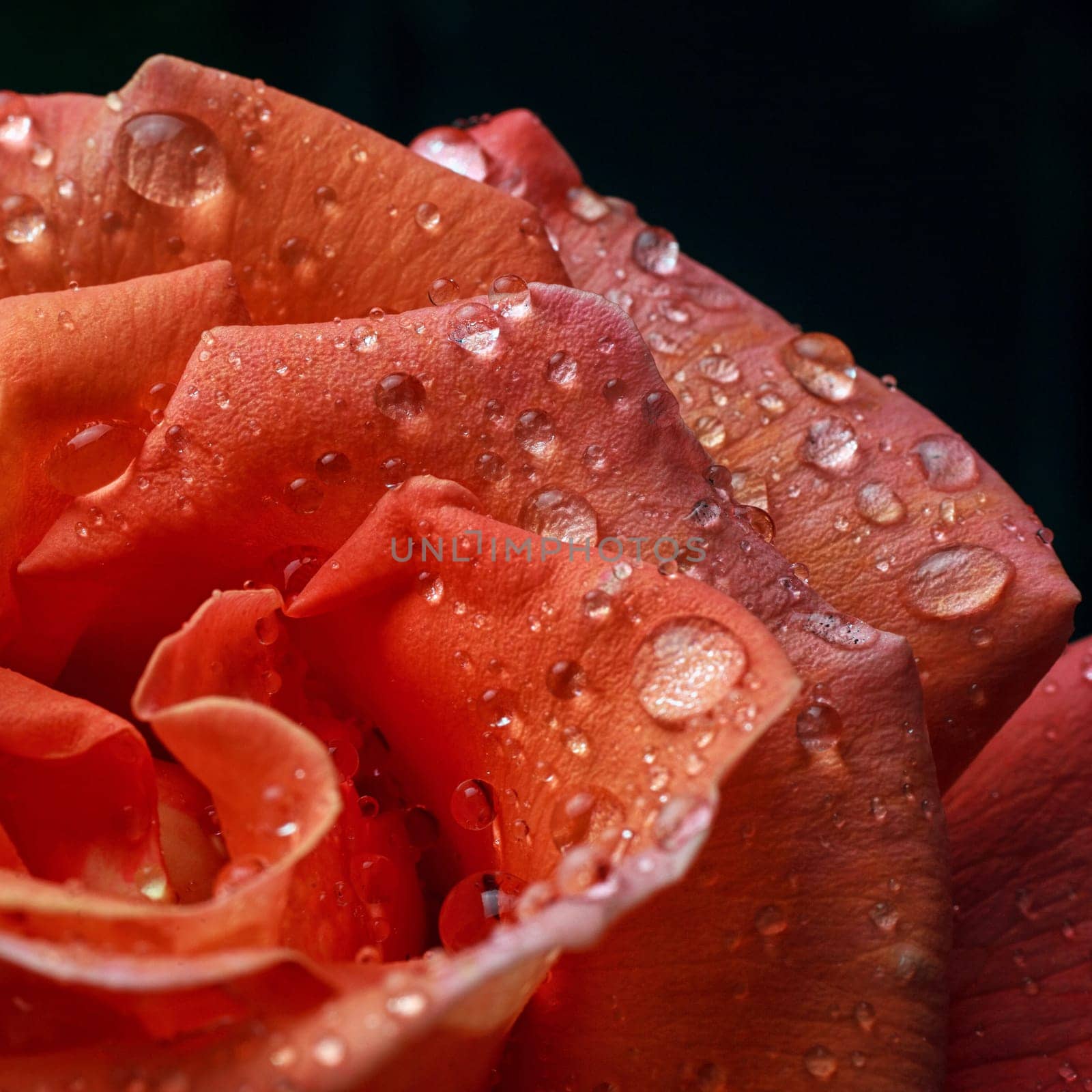 beautiful rose flower with dew drops, macro