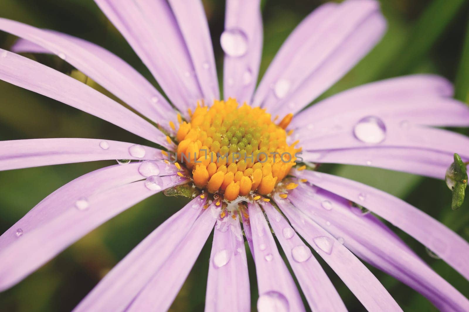 beautiful violet daisy flower with rain drops