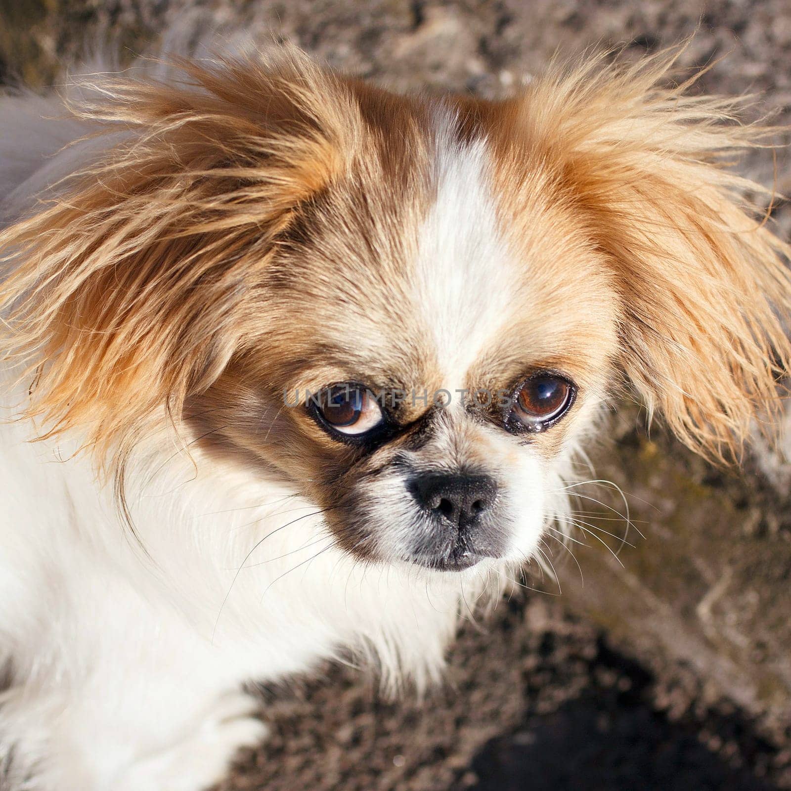 Funny red-haired pekingese dog look in camera