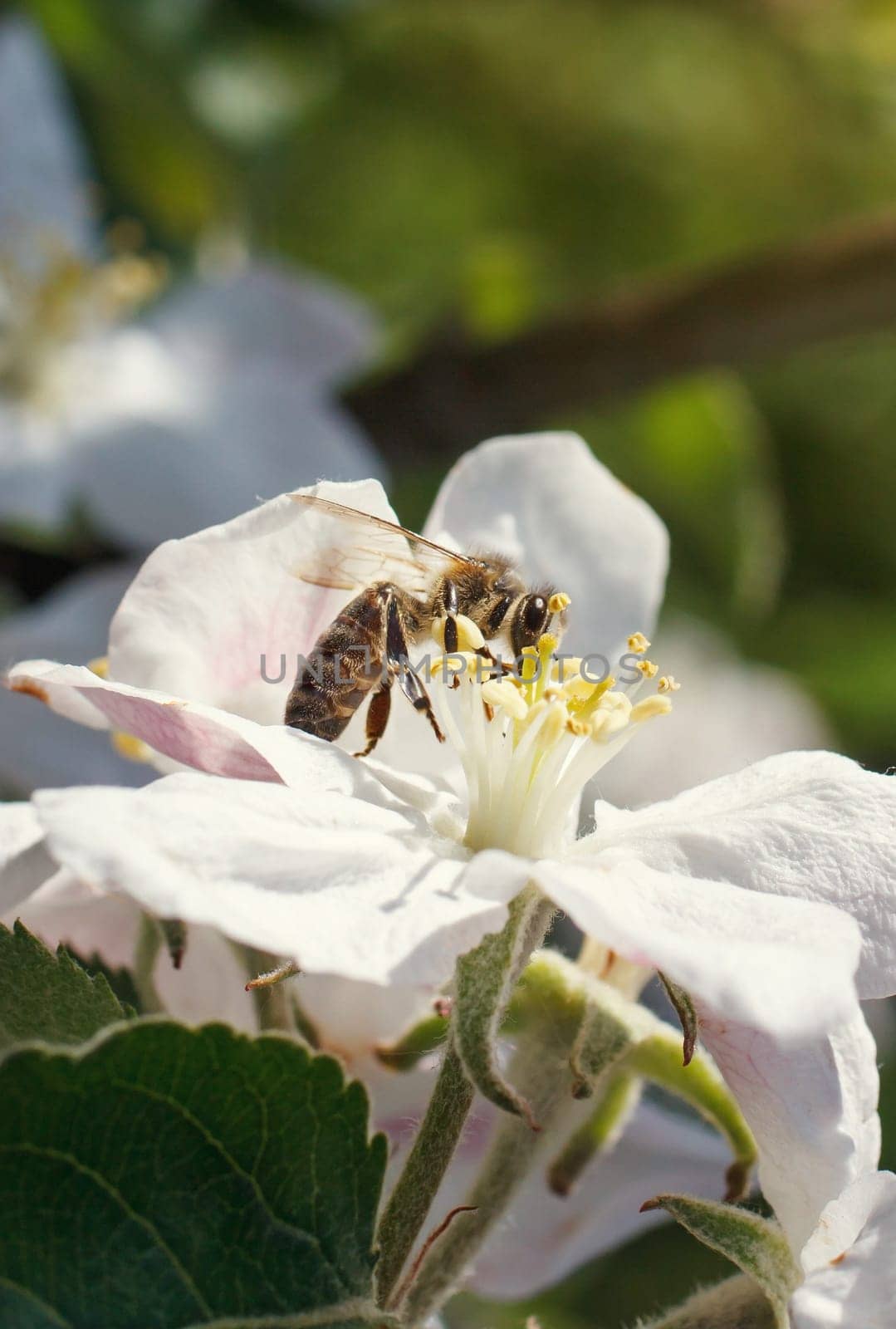 Blossoming branch with flower of cherry tree and a honey bee