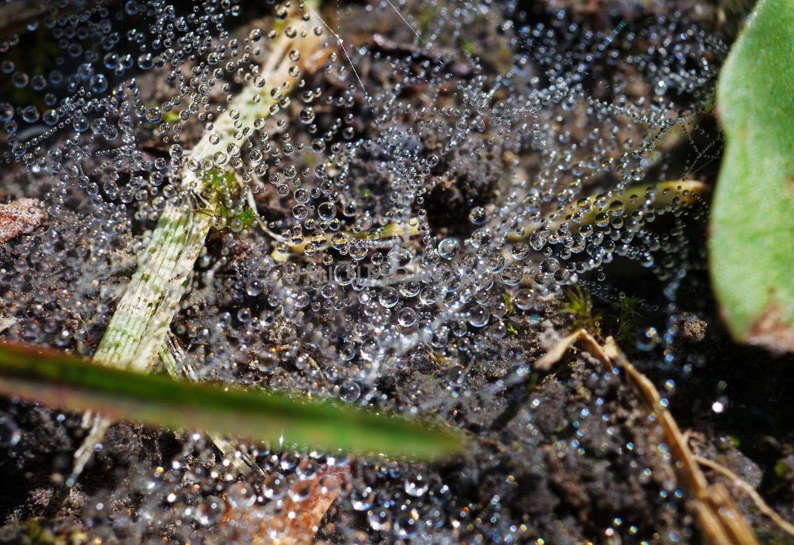 The spider web with dew drops, in garden