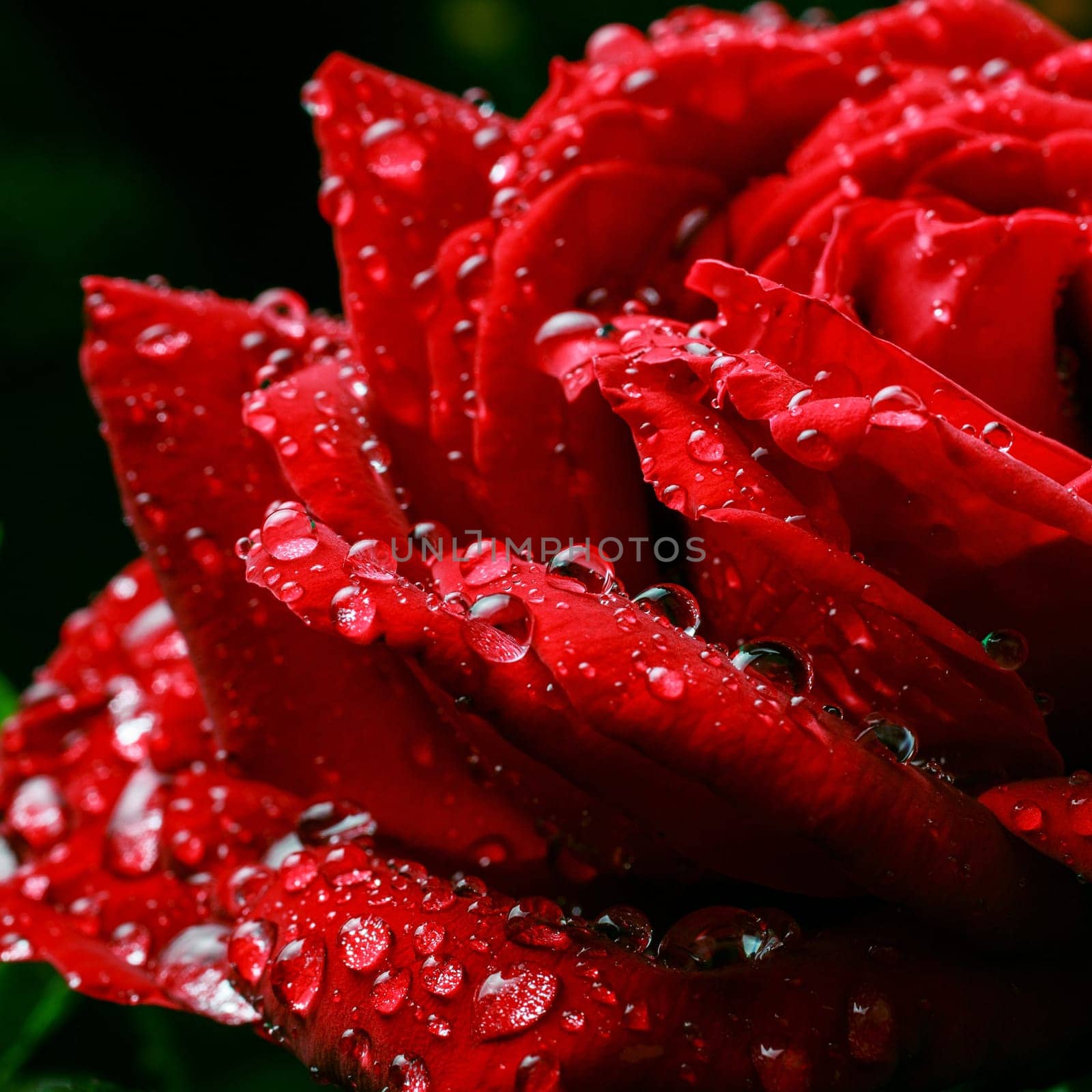 dew drops on the petals of roses macro