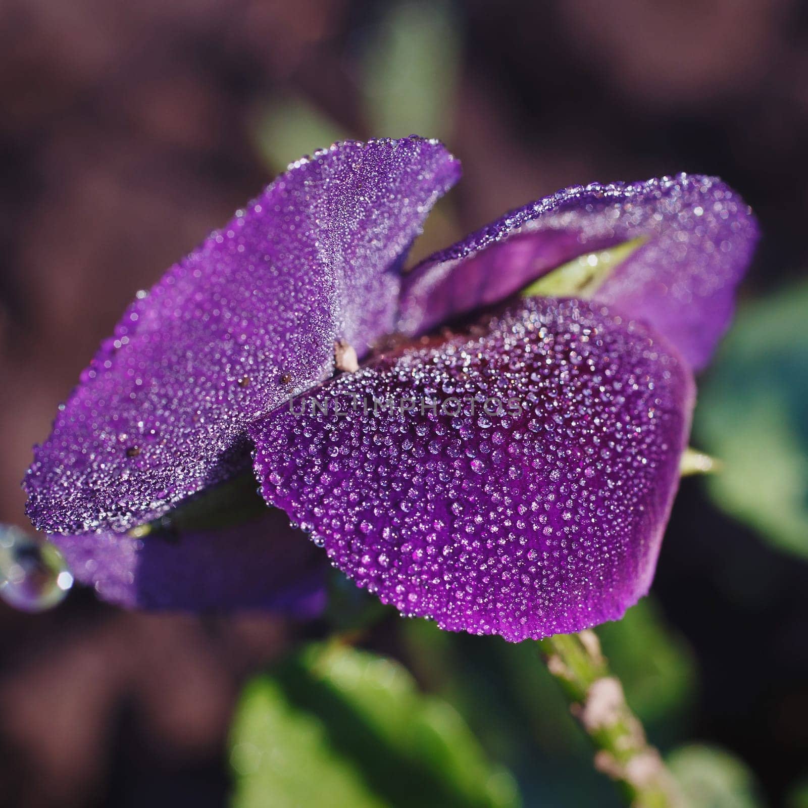 beautiful dark purple orchid in flower garden with dew drops