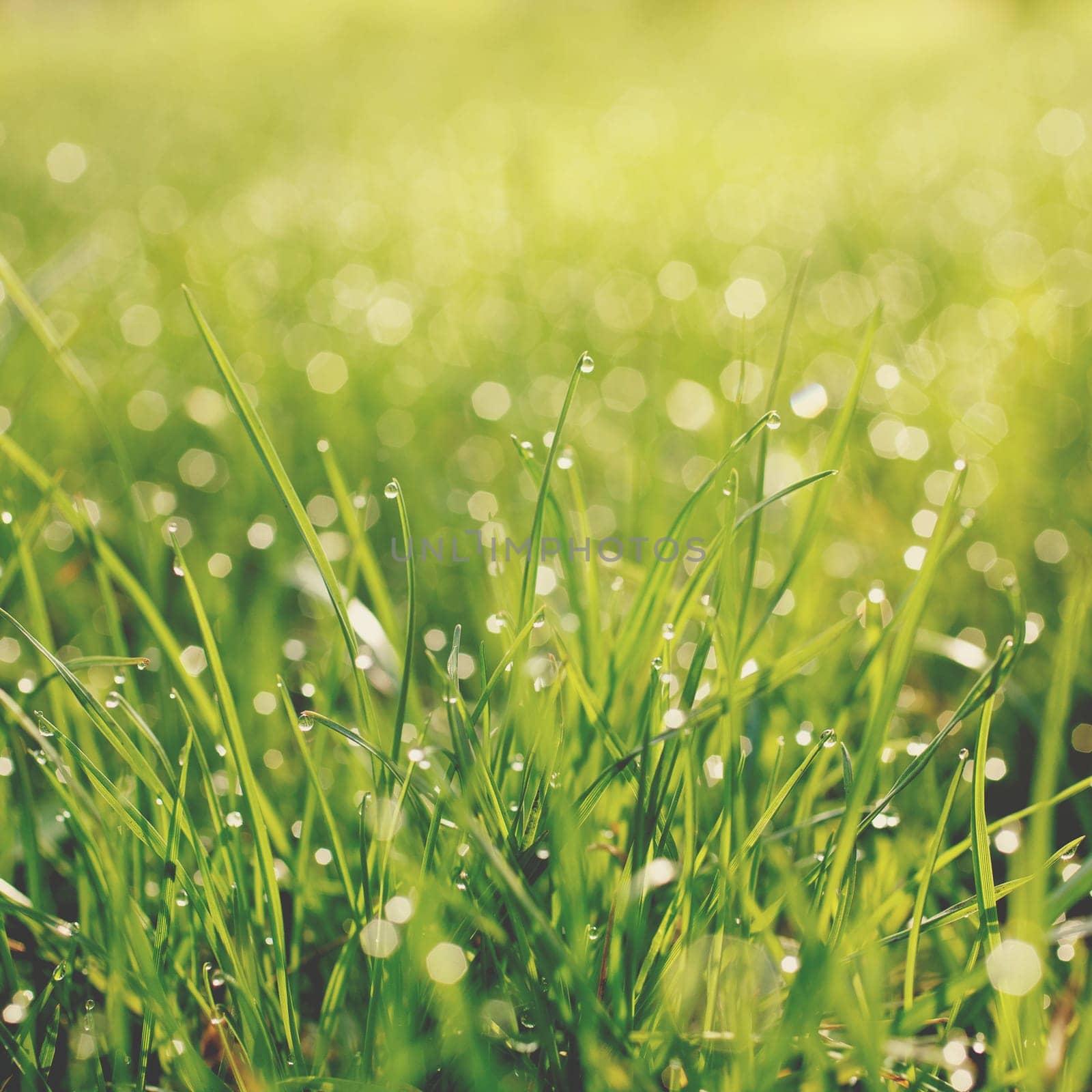 Fresh Spring Green grass with dew Drops