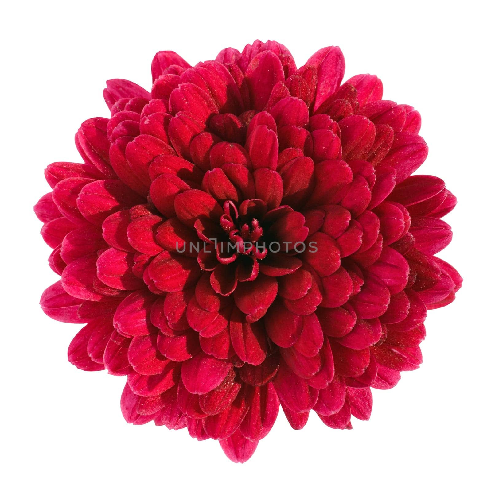 red chrysanthemum flower isolated on white background with clipping path