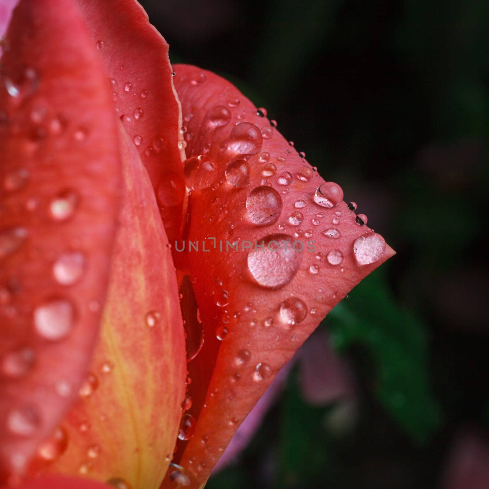beautiful rose flower with dew drops, macro