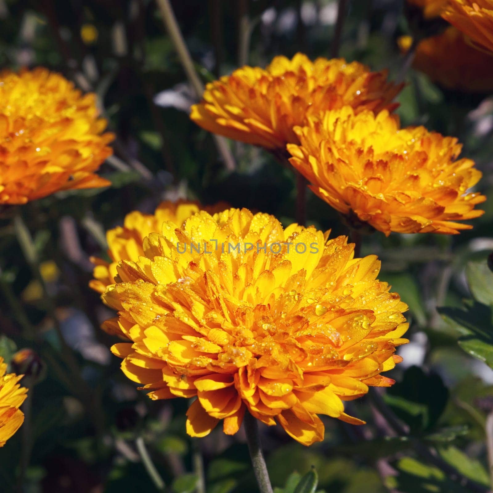 orange chrysanthemum flowers with dew drops macro