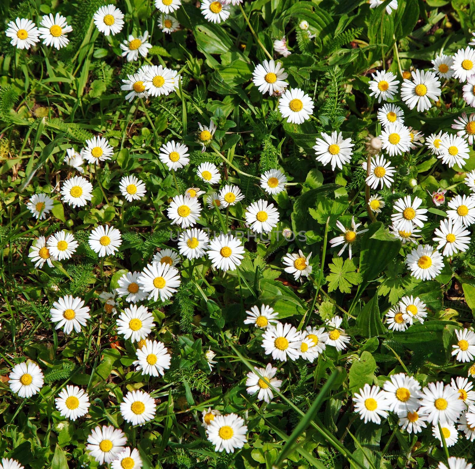 blooming beautiful Chamomile field in summer day