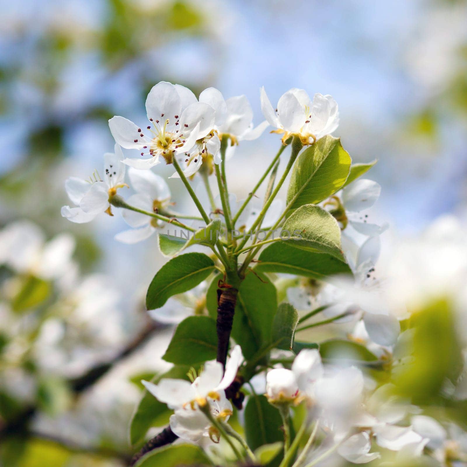 white flowers blooming on the branch, springtime