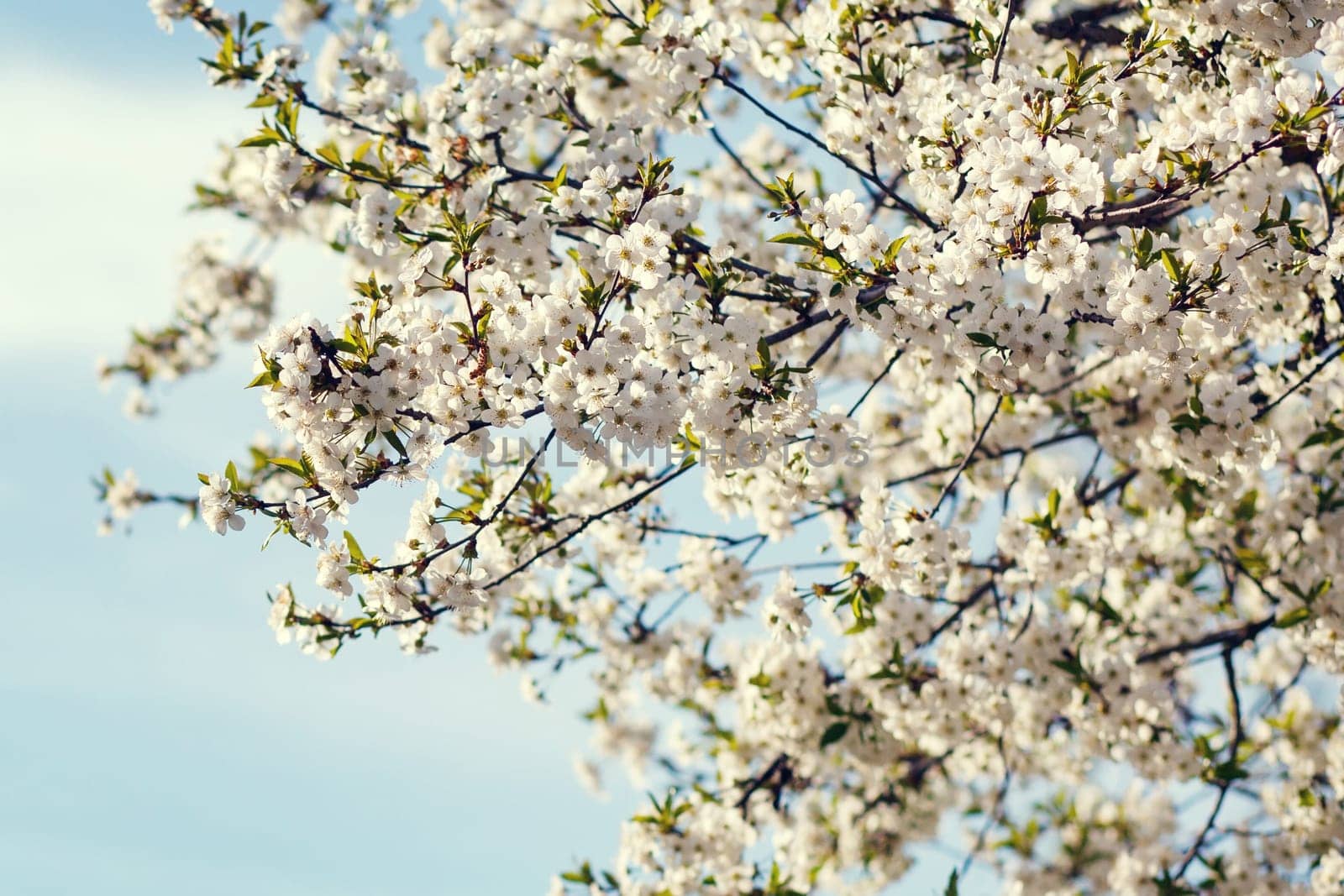 white flowers blooming on the branch, springtime