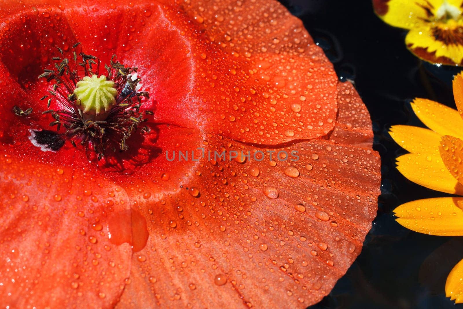 poppy flower with dew drops on the watter