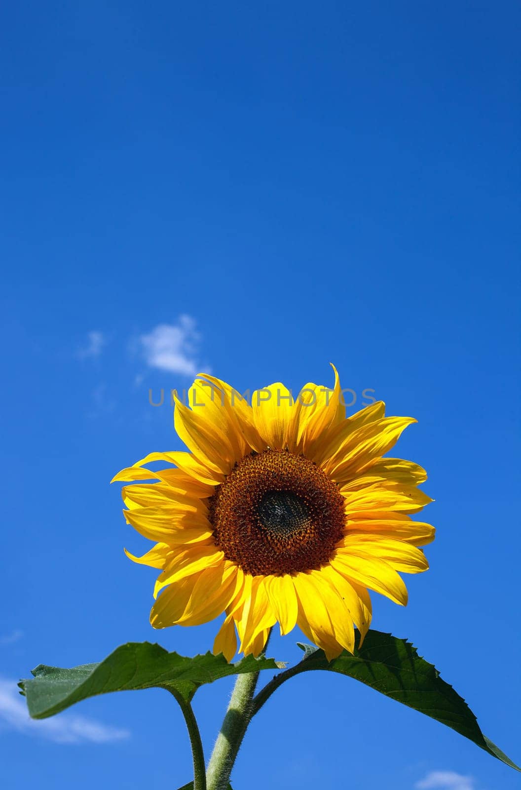 big sunflower with blue sky in background