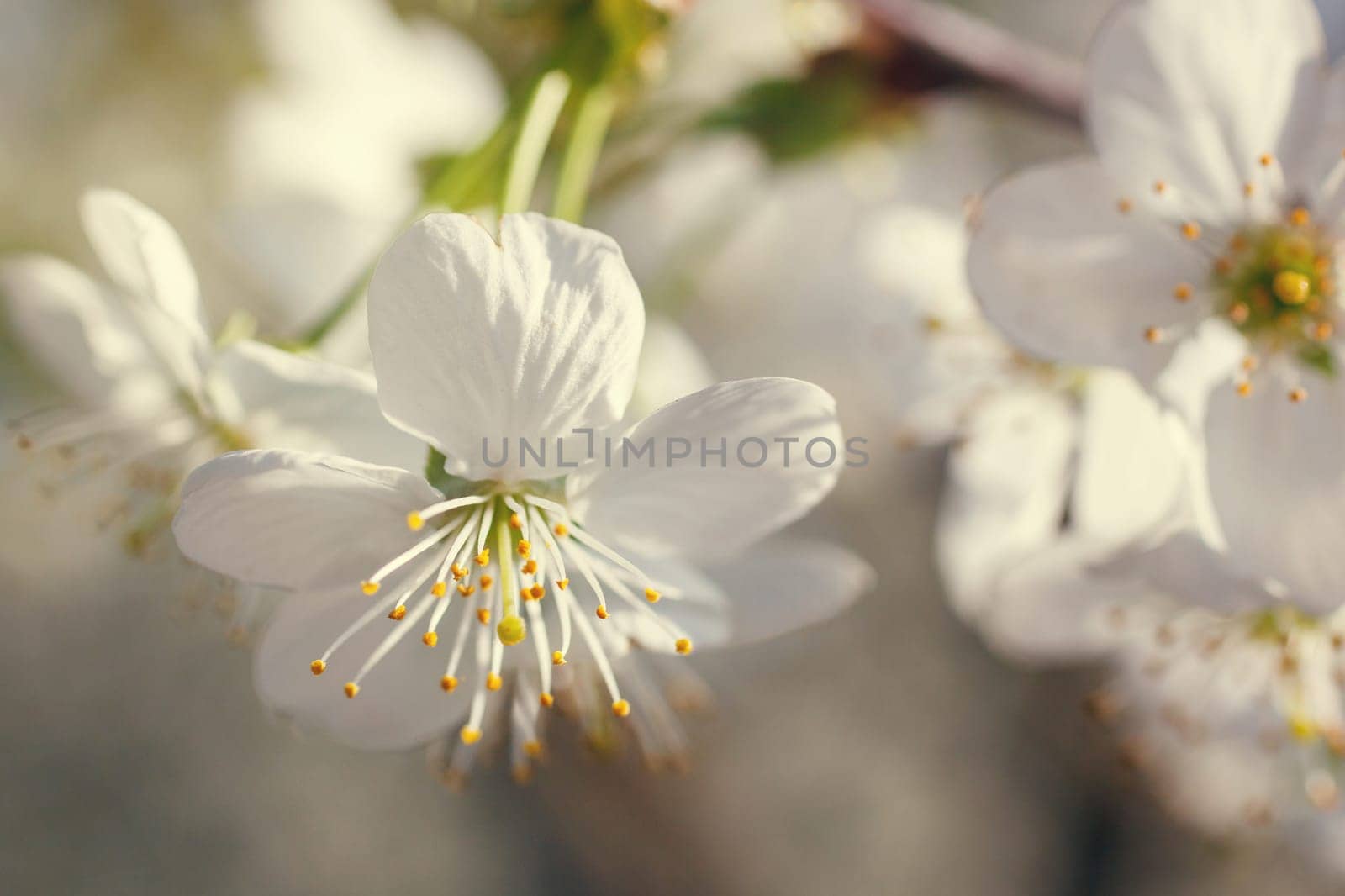 white flowers blooming on the branch, springtime