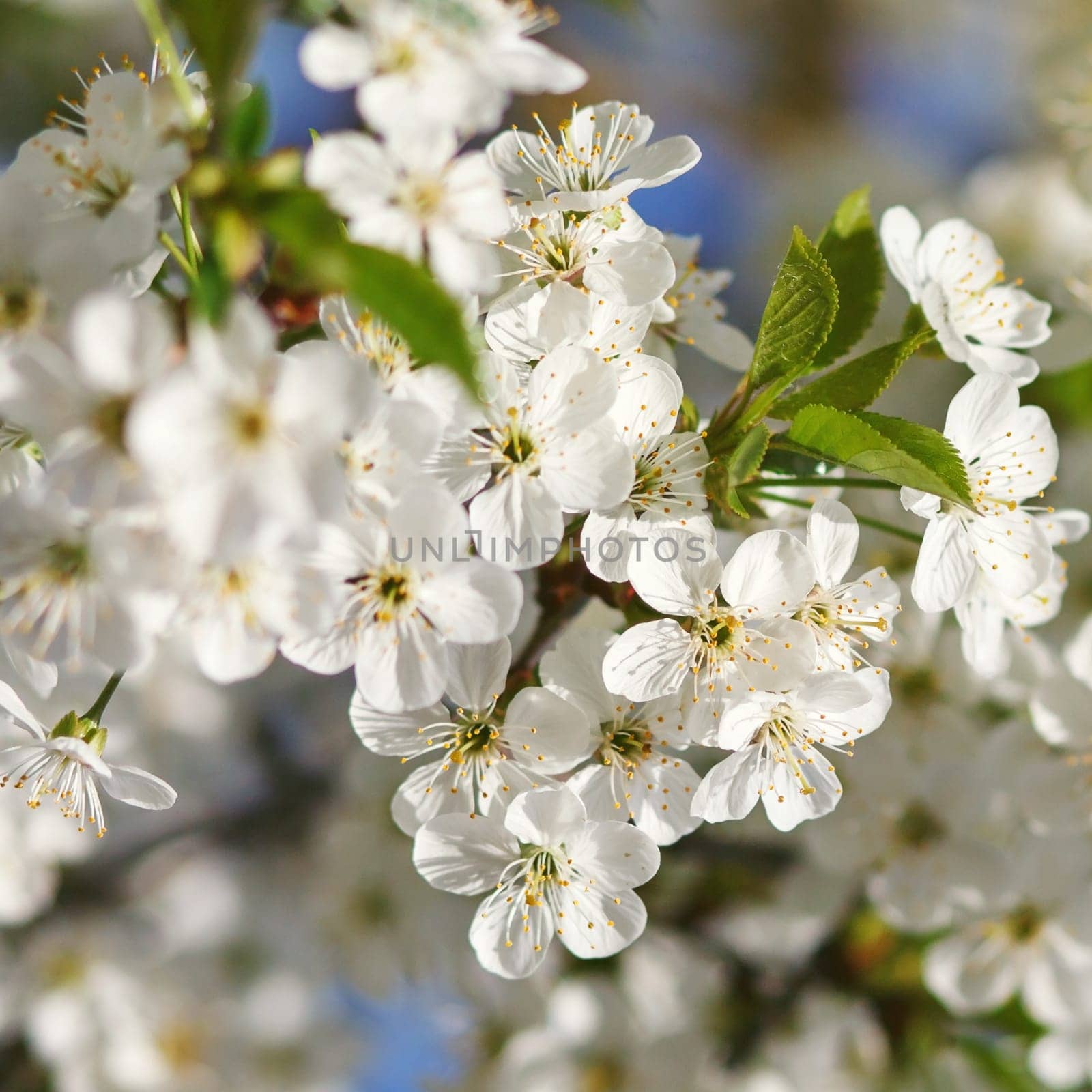 white flowers blooming on the branch, springtime