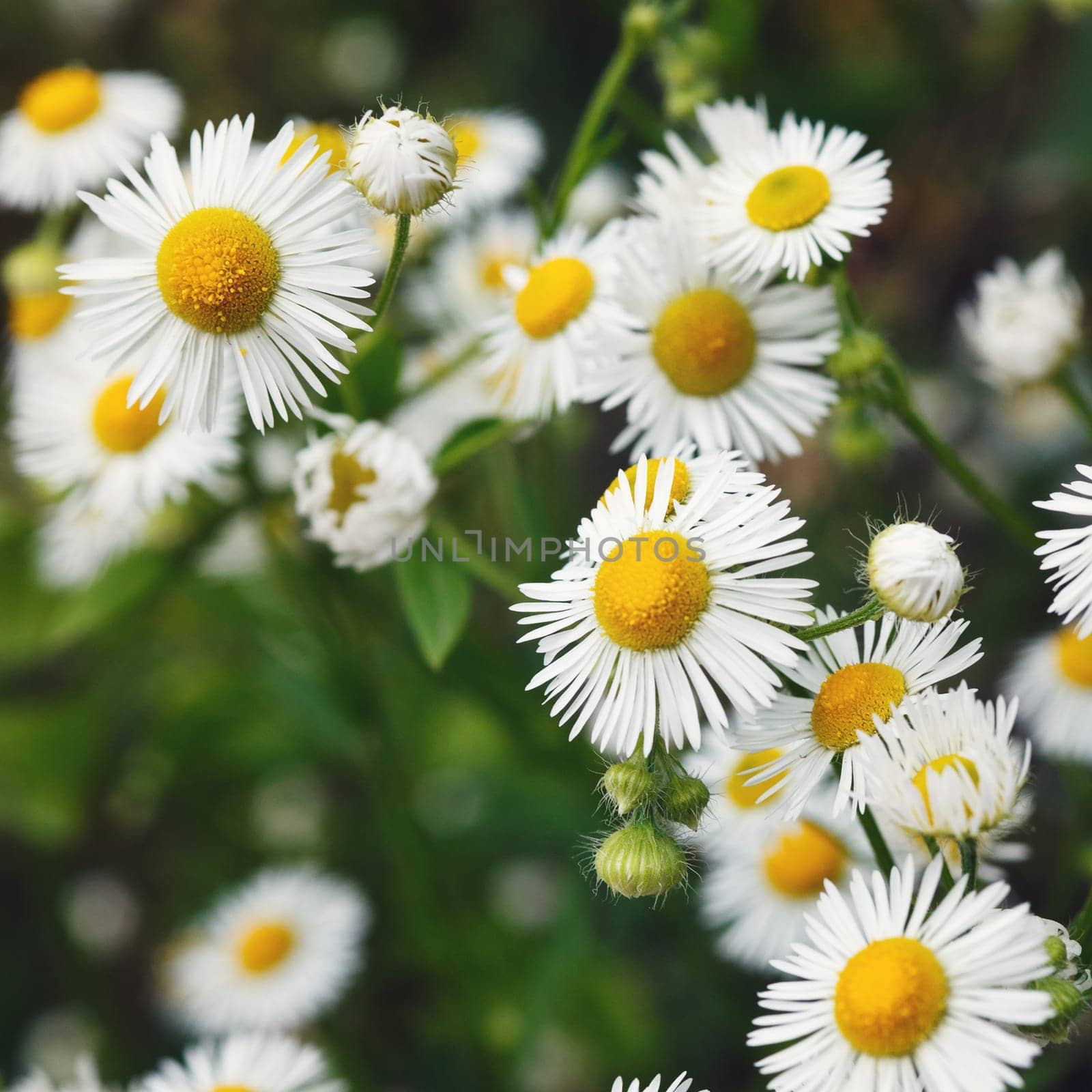 meadow with white blooming  daisy flowers, summer time
