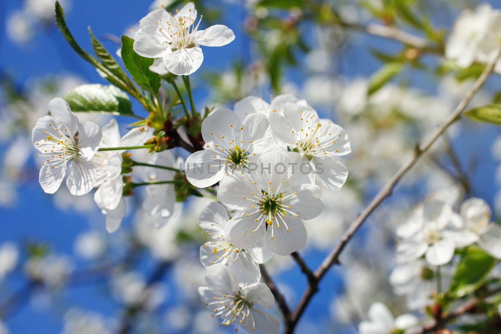 white flowers blooming on the branch, springtime