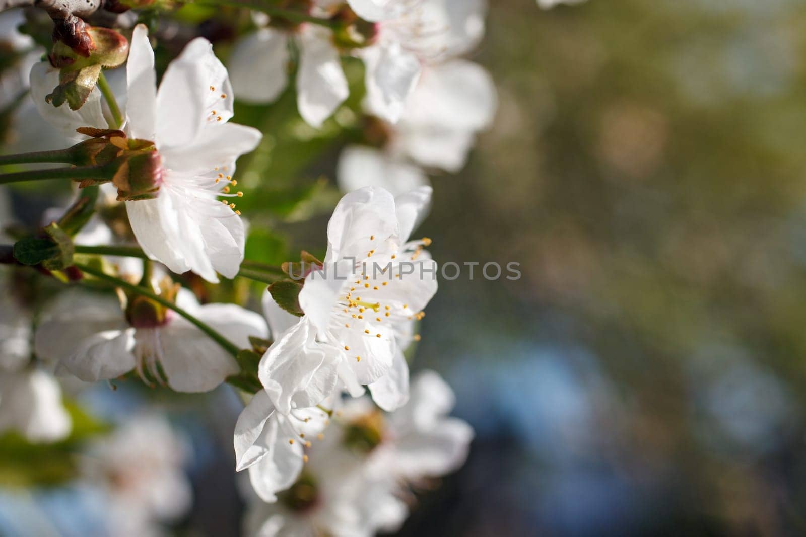 white flowers blooming on the branch, springtime