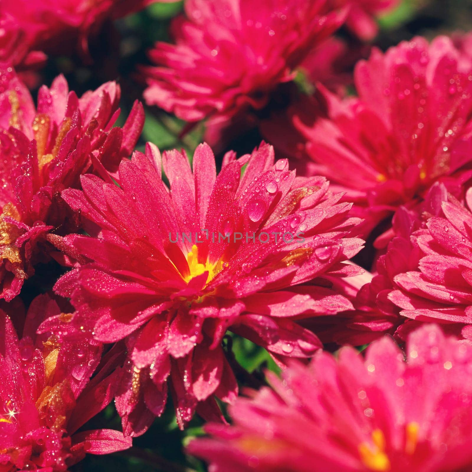 Pink chrysanthemum flowers with dew drops macro