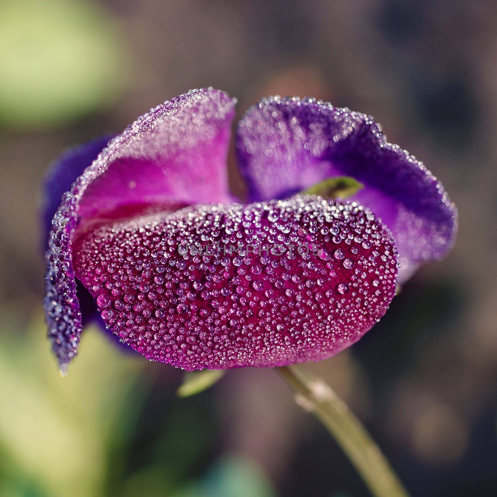 beautiful dark purple Viola tricolor in flower garden with dew drops