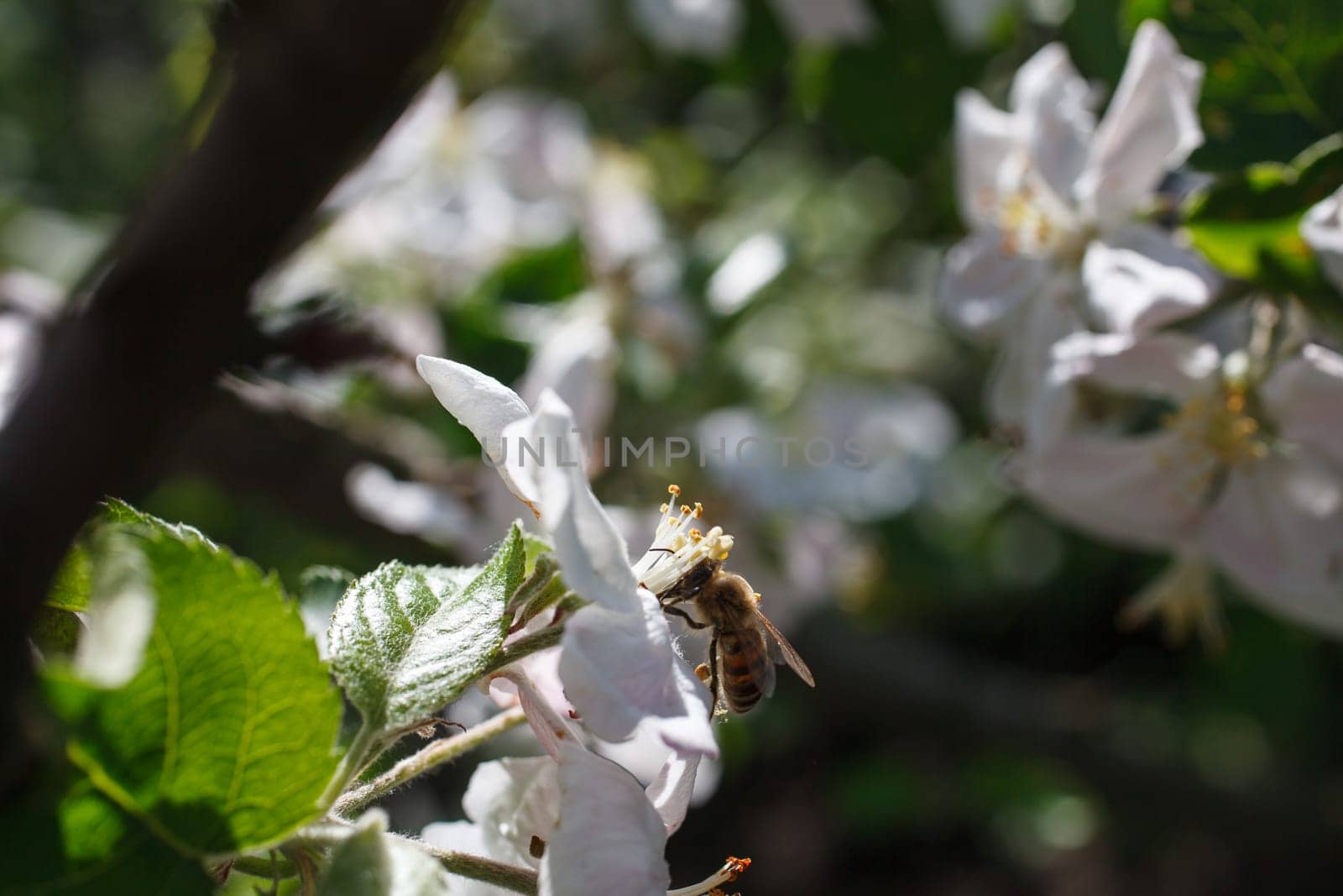 Blossoming branch with flower of cherry tree and a honey bee