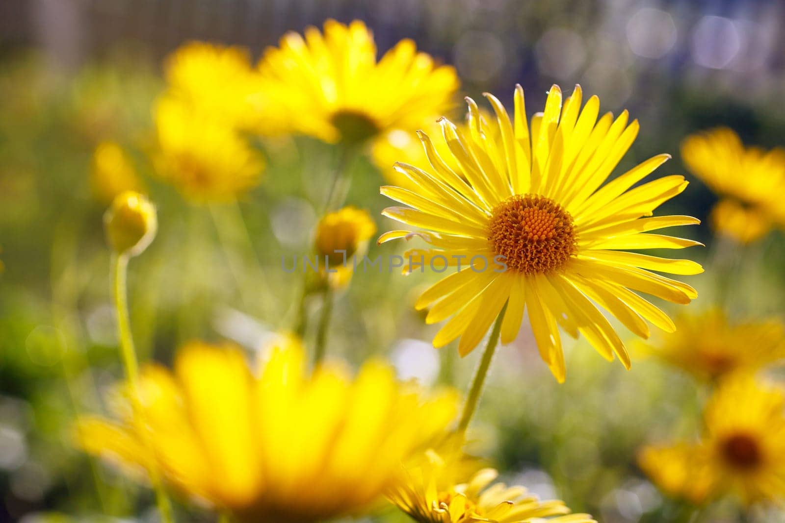 Yellow flowers blossoming in spring time, natural background