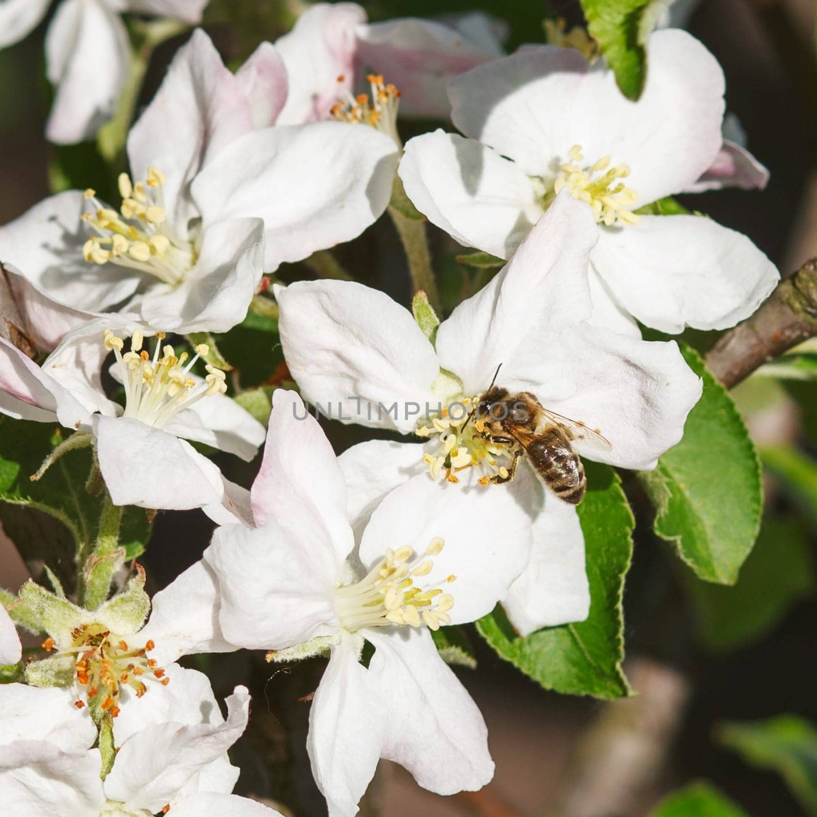 Blossoming branch with flower of cherry tree and a honey bee