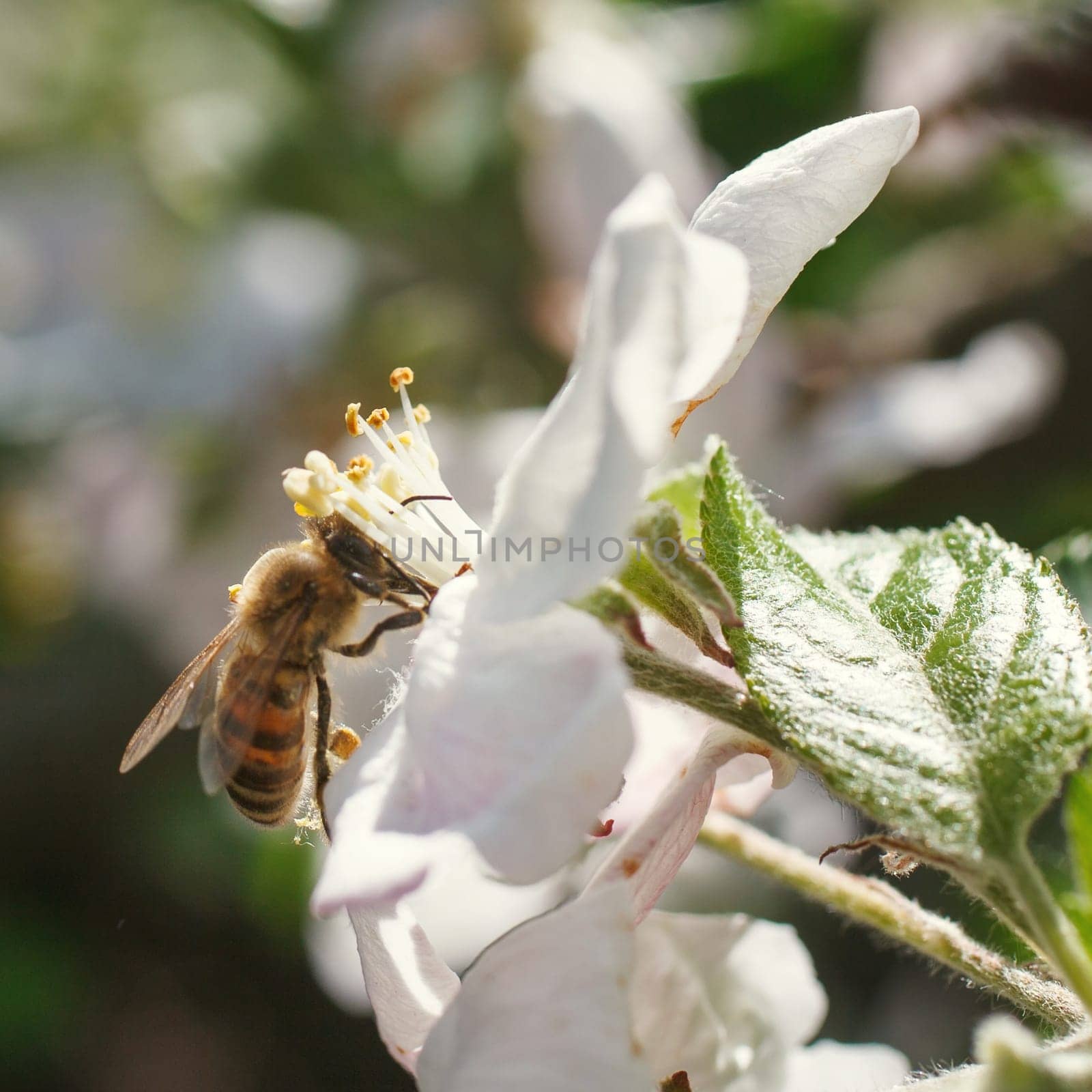 Blossoming branch with flower of cherry tree and a honey bee
