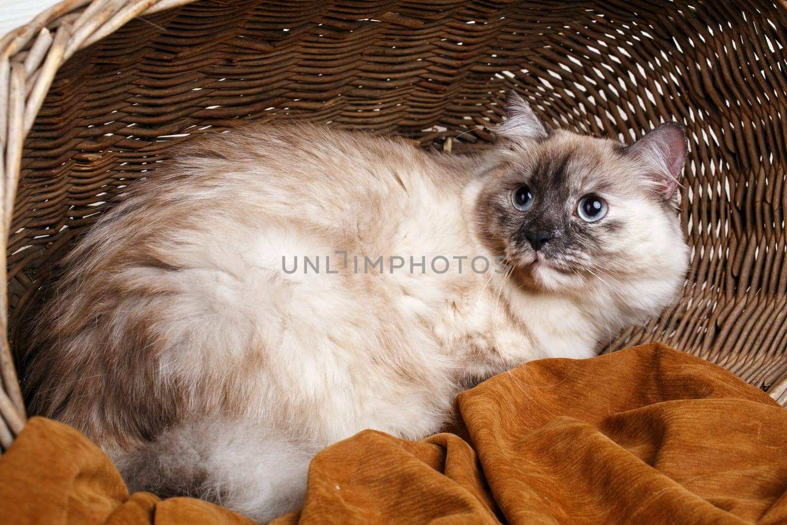 beautiful gray cat with blue eyes  in a wooden basket