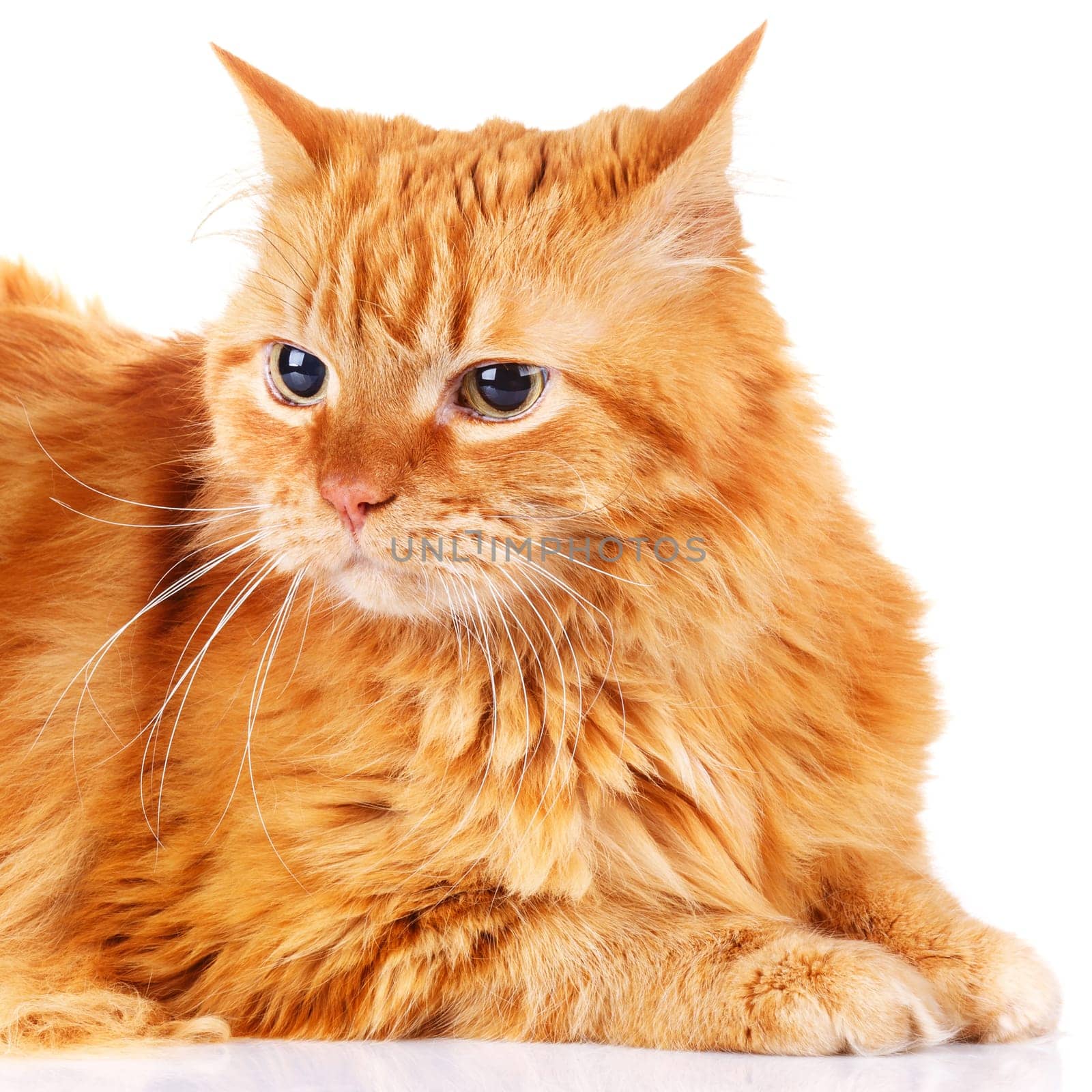 big red-haired  cat isolated a white background