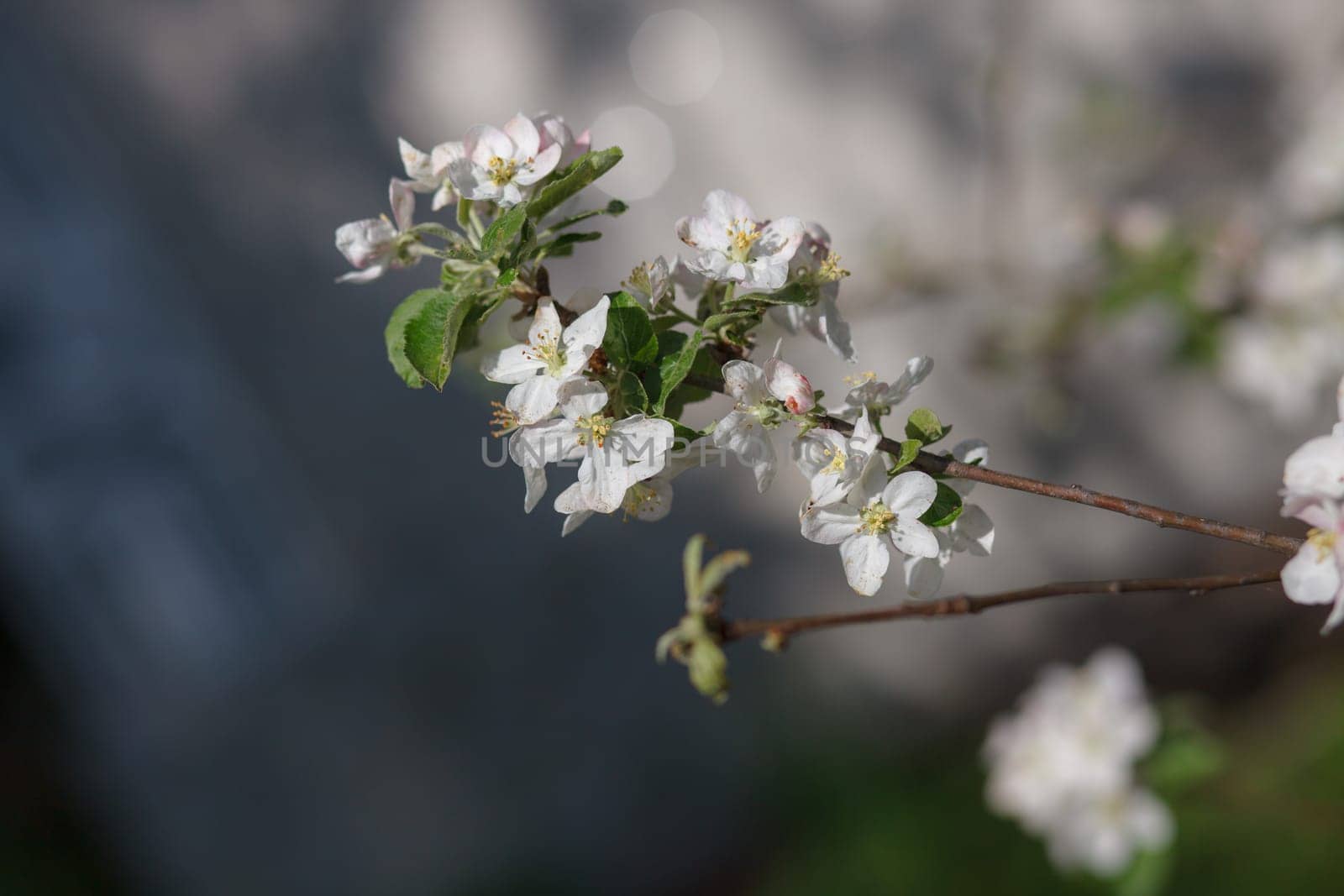 white flowers blooming on the branch, springtime