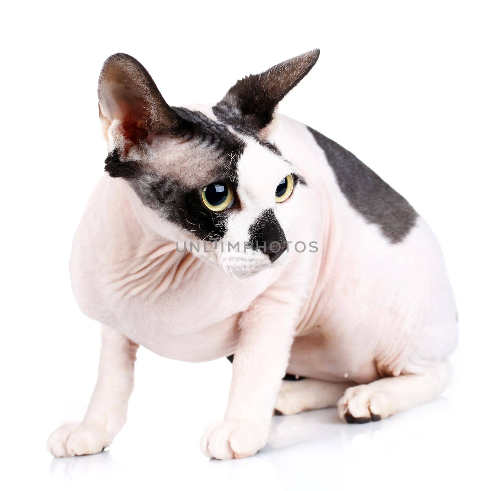 black and white Sphynx Cat isolated on white background