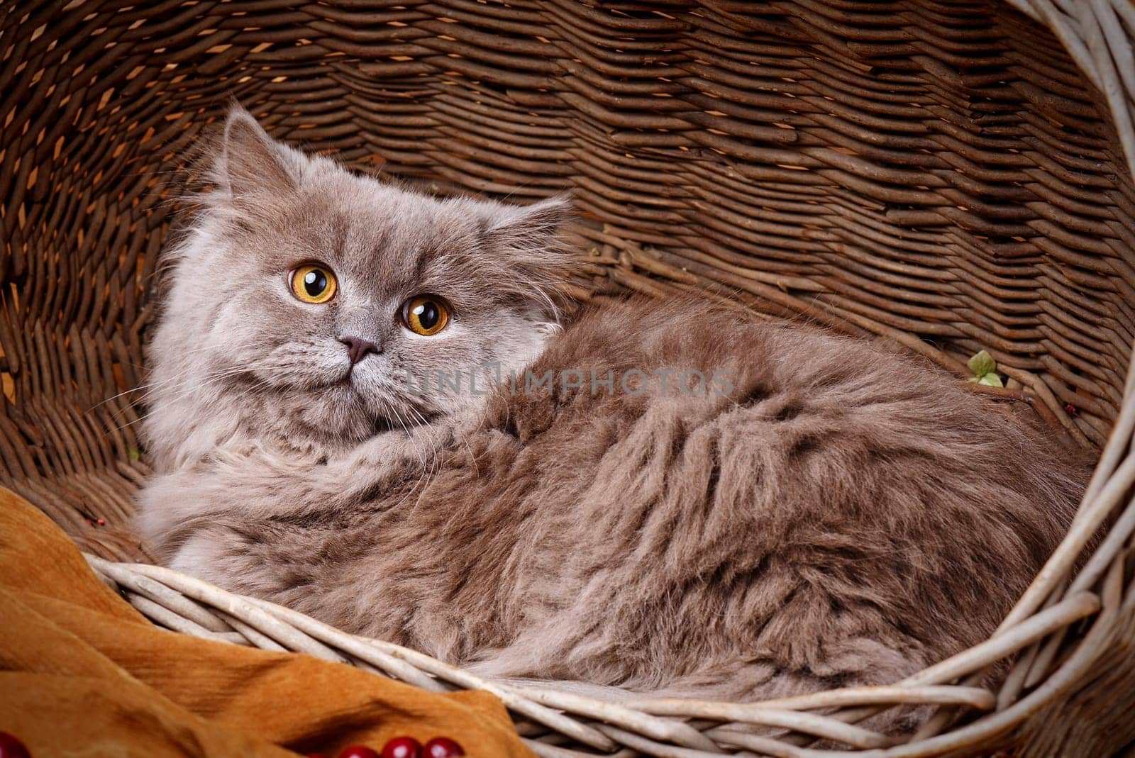 cute gray Scottish long-haired straight cat on a wooden basket