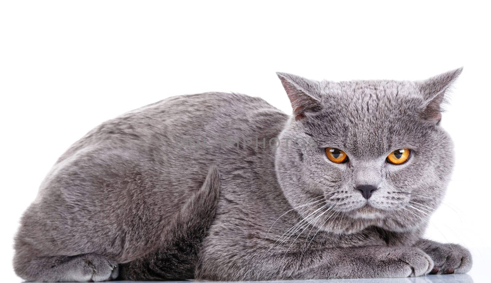 cute British Shorthair cat isolated  on  white background