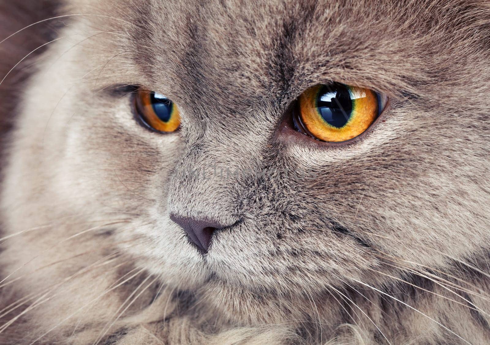 portrait of cute gray Scottish long-haired straight cat on a white  background